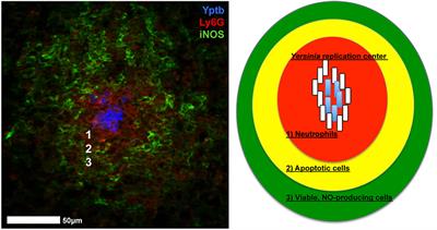 All Yersinia Are Not Created Equal: Phenotypic Adaptation to Distinct Niches Within Mammalian Tissues